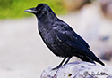 Corvus caurinus